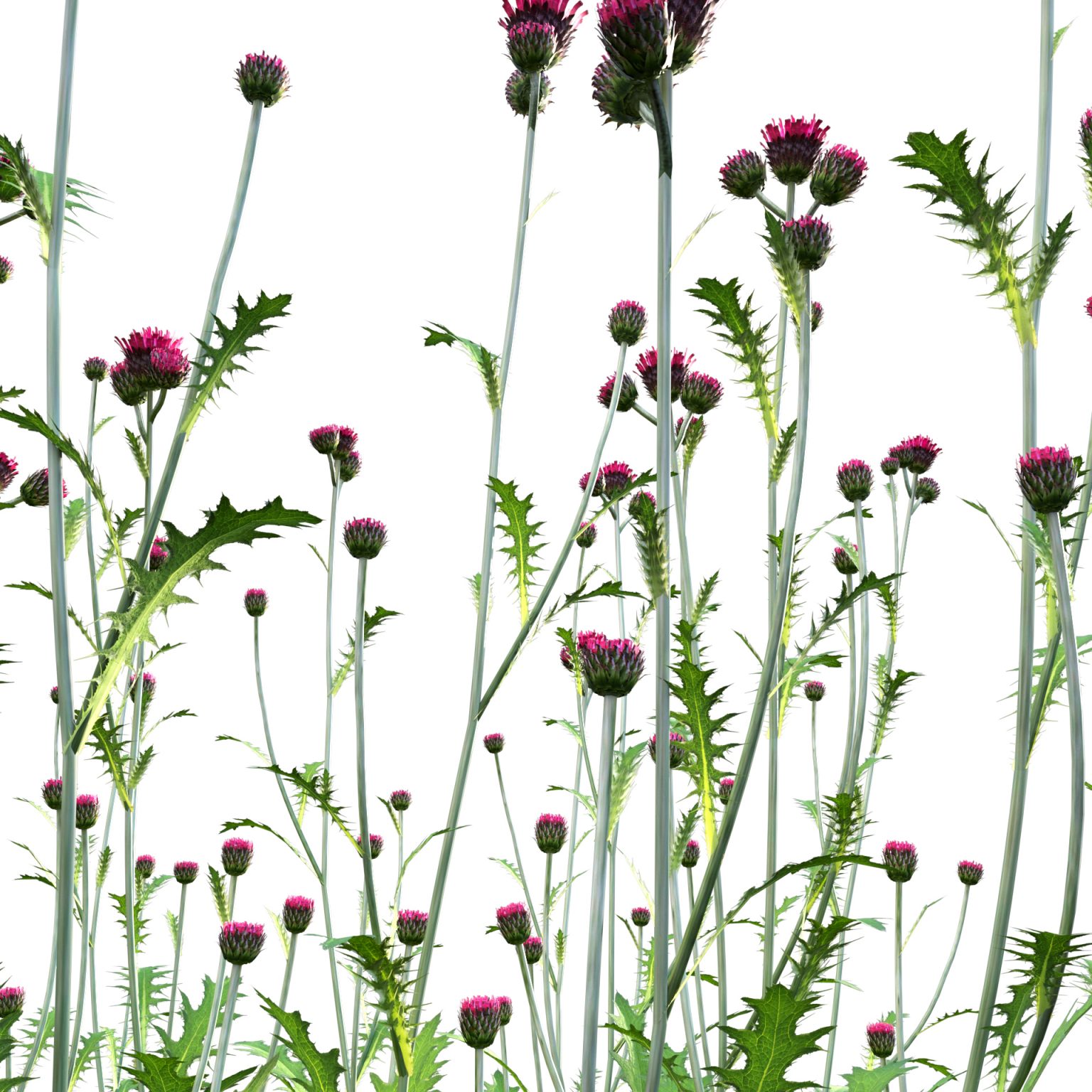 Cirsium Rivulare Atropurpureum Plume Thistle Atropurpureum D Model