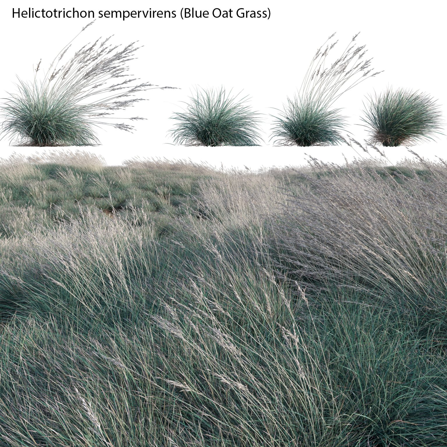 Helictotrichon Sempervirens Blue Oat Grass Wind D Model Dtree