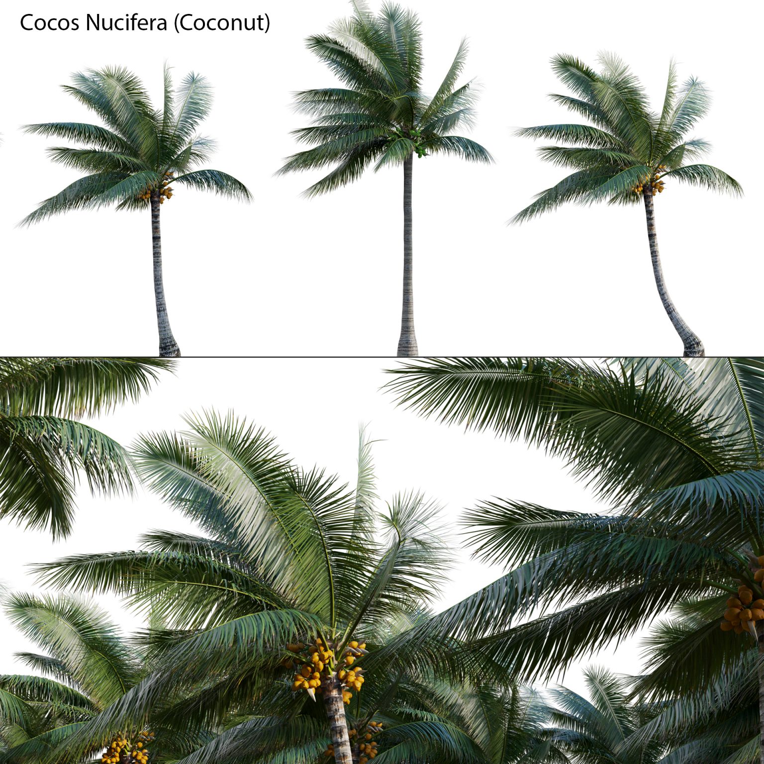 Cocos Nucifera Coconut D Model Dtree