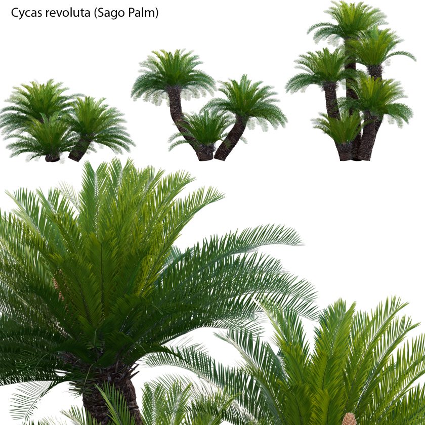 Cycas Revoluta Sago Palm D Model Dtree