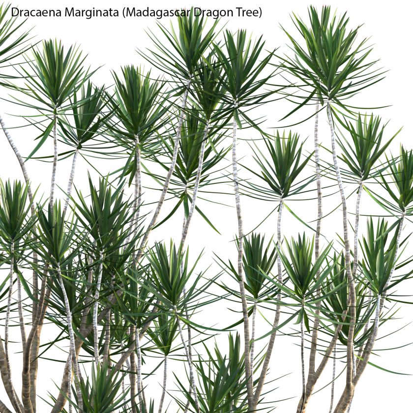 Dracaena Marginata Madagascar Dragon Tree D Model Dtree