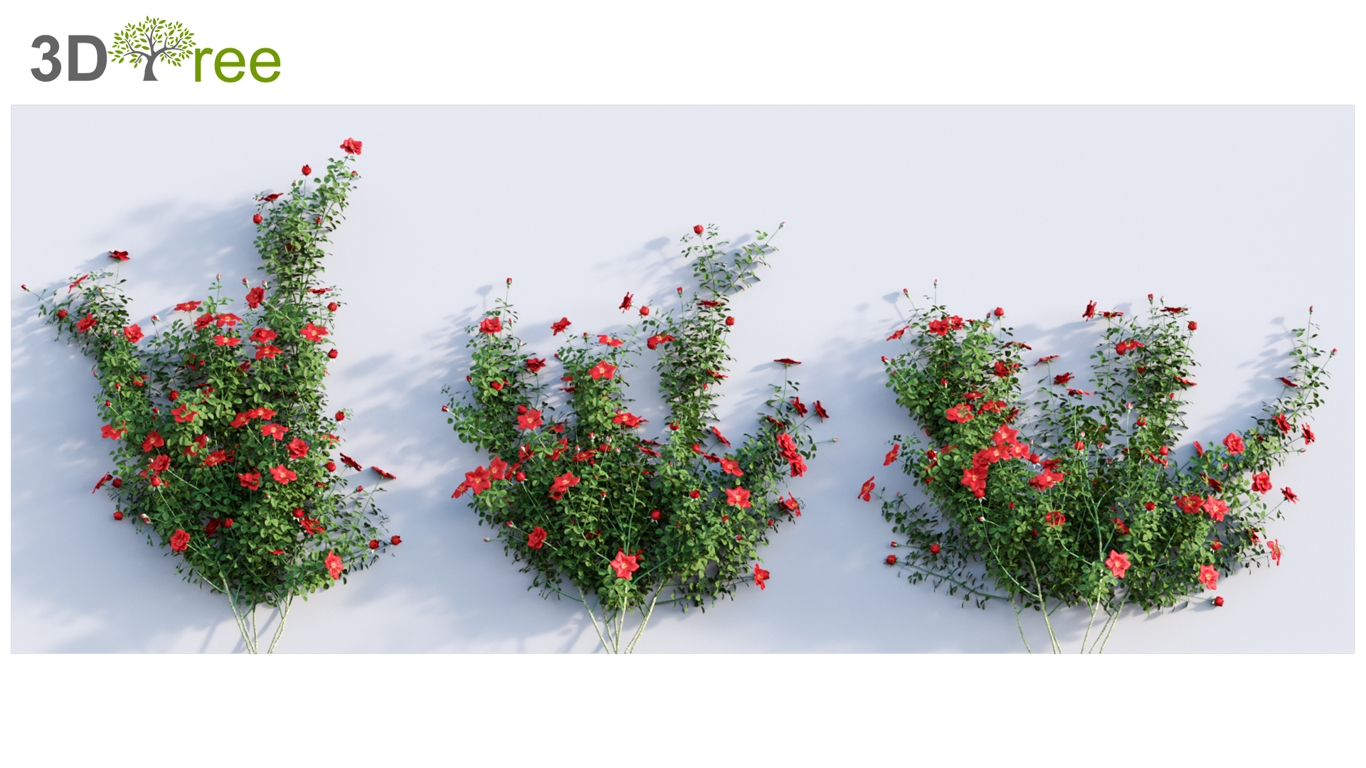 Rosa Eden Climbing - Eden Climbing Rose 02 (3D model) - 3DTree