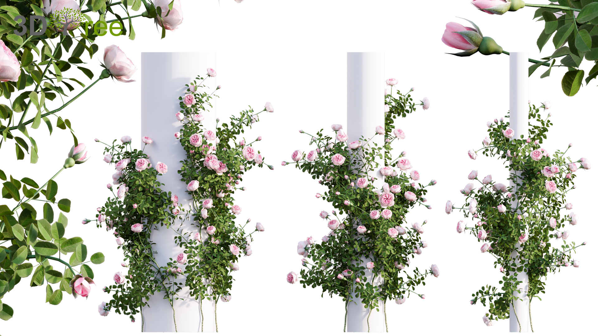 Rosa Eden Climbing - Eden Climbing Rose 02 (3D model) - 3DTree