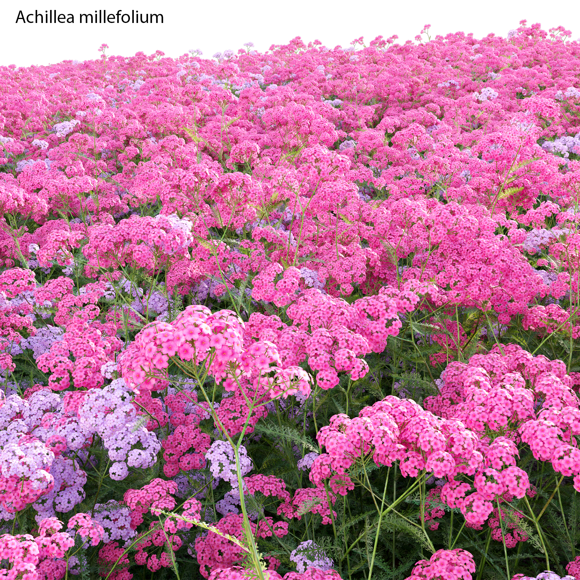 Achillea millefolium 'Pink Grapefruit' ~ Pink Grapefruit Yarrow