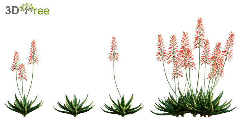3dtree Collection 02 - Mediterrannean Garden (3D Model) - 3DTree