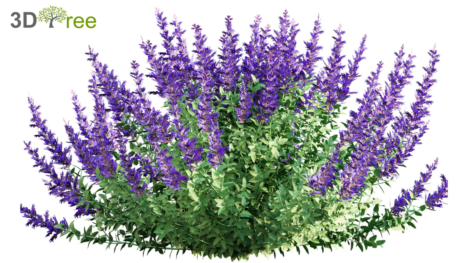 Nepeta faassenii - Catmint (3D model) - 3DTree