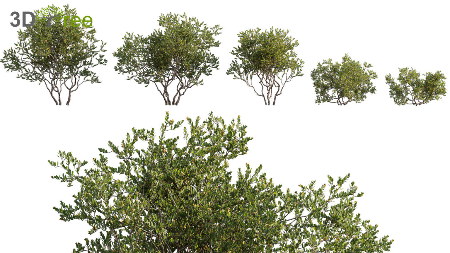 3dtree Collection 06 - Japanese Garden (3D Model) - 3DTree