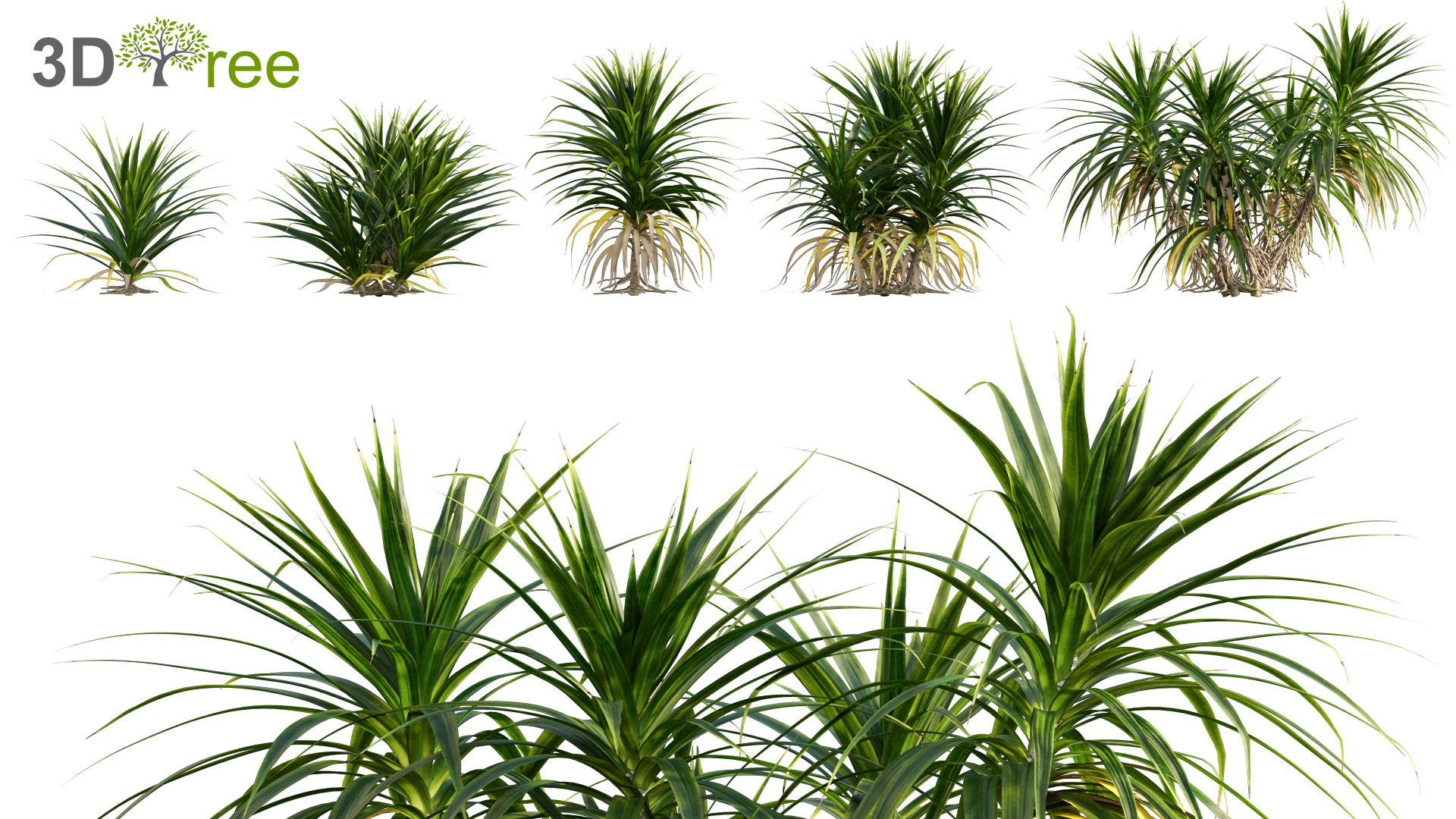 Characteristics Of Pandanus Plant