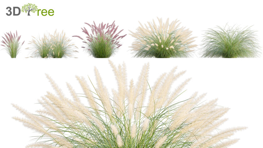 Pennisetum setaceum - Fountain grass (3D model) - 3DTree