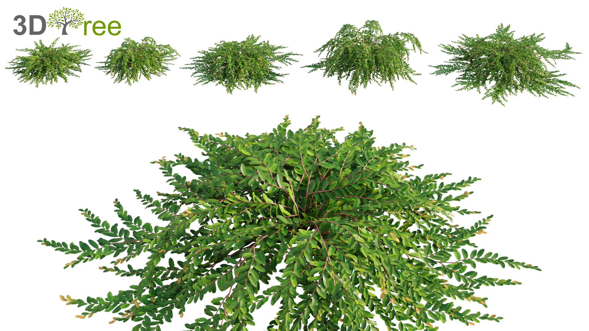Phyllanthus cochinchinensis muell (3D model) - 3DTree