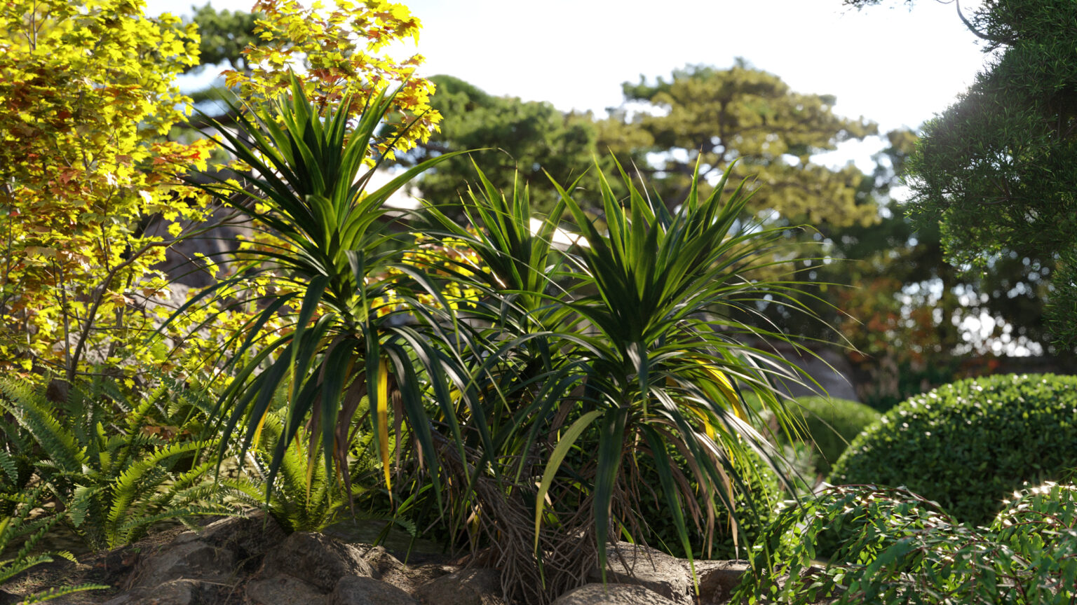 pandanus-amaryllifolius-pandan-leaves-edible-pandan-3d-model-3dtree