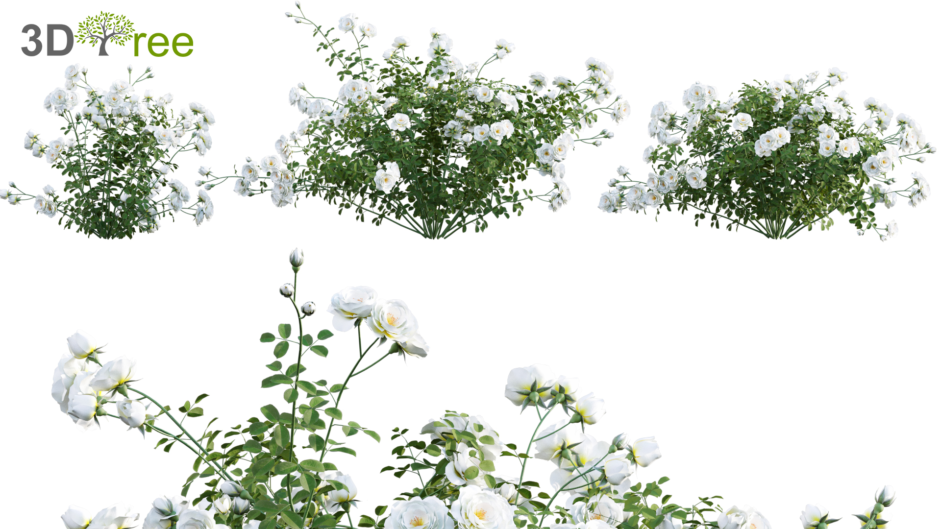 Rosa cv floribunda white