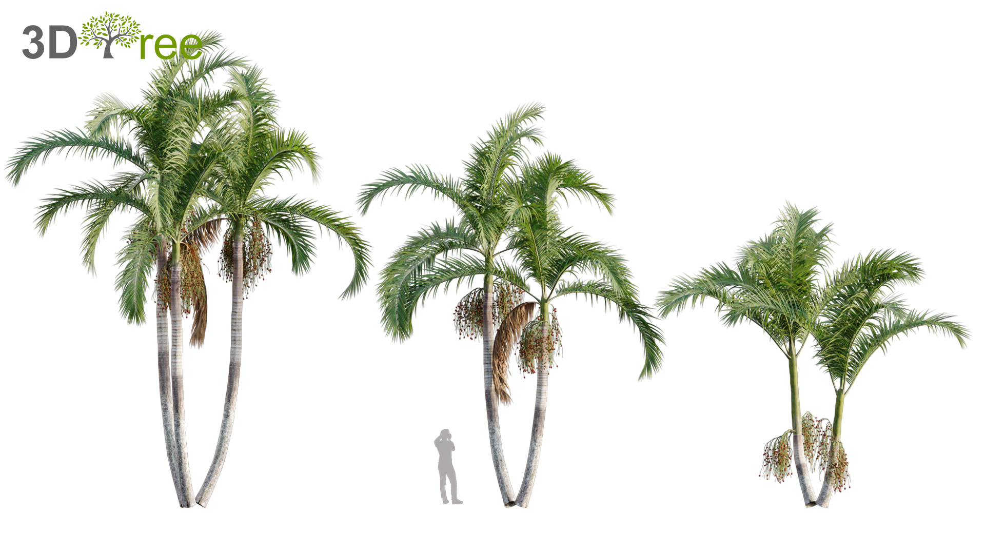 Archontophoenix cunninghamiana - King Palm - 02 (3D model) - 3DTree