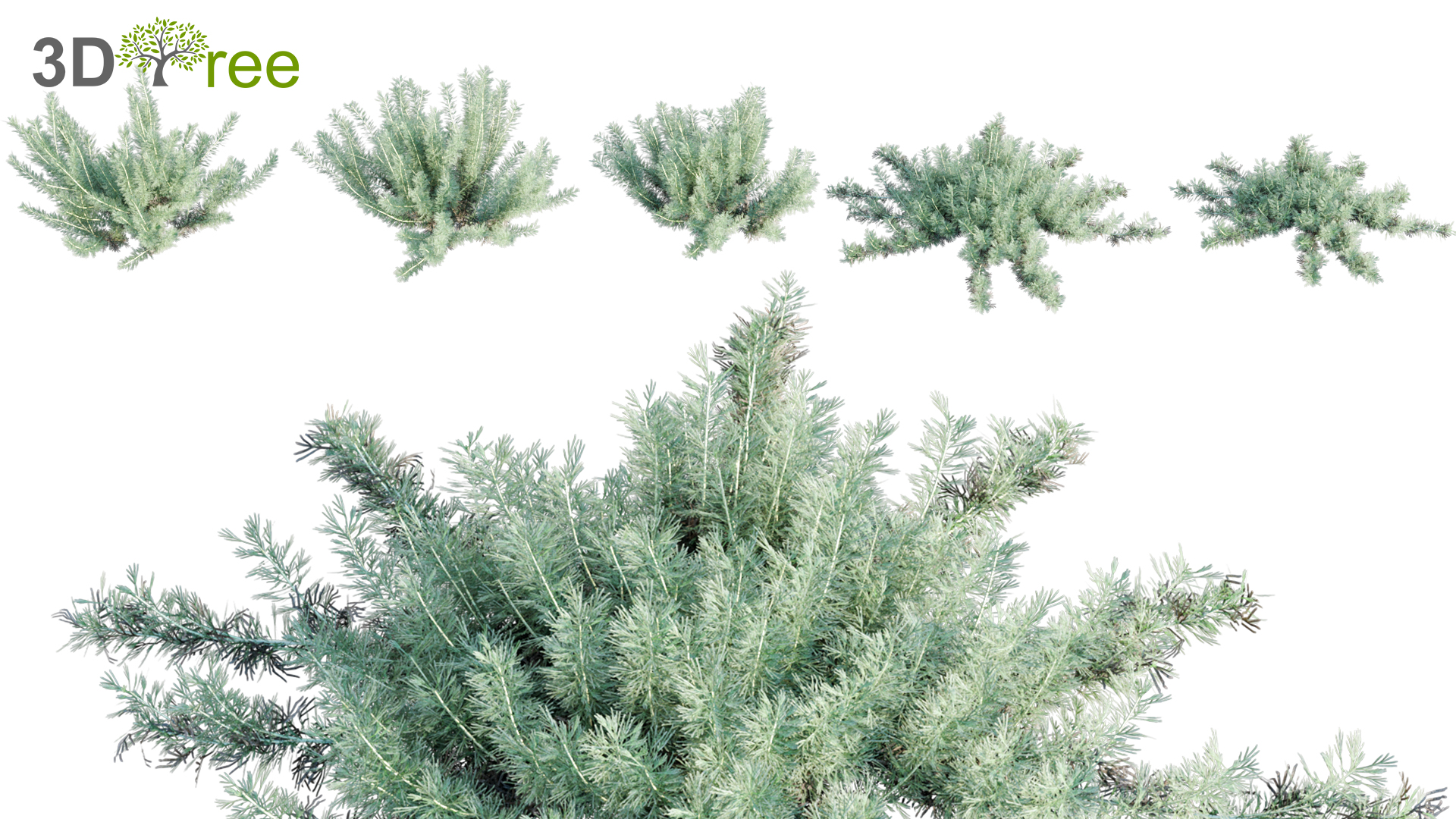 Artemisia californica - Coastal Sagebrush 