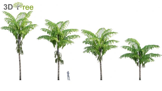 Caryota gigas - Giant Fishtail Palm - Caryota Mitis (3D model) - 3DTree
