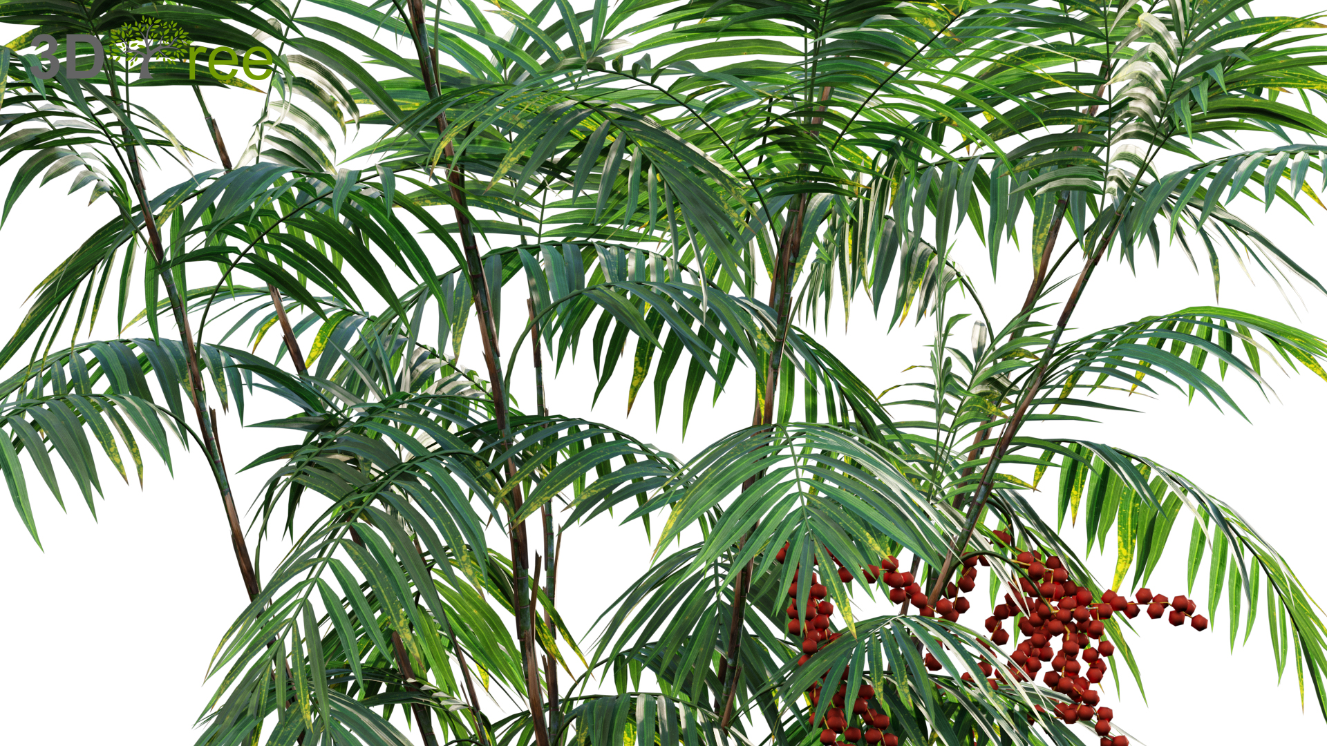 Chamaedorea microspadix – Mexican Bamboo Palm