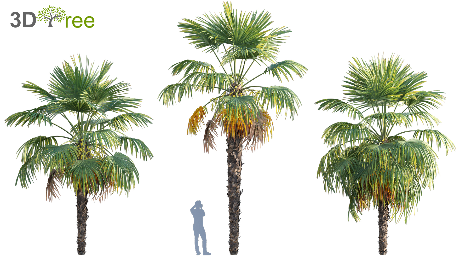 Trachycarpus fortunei - Windmill Palm - Chusan Palm - 02