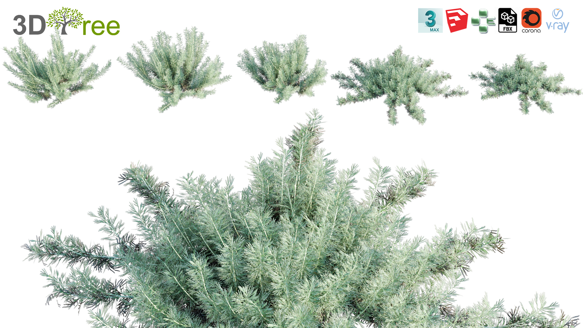 Artemisia californica – Coastal Sagebrush 