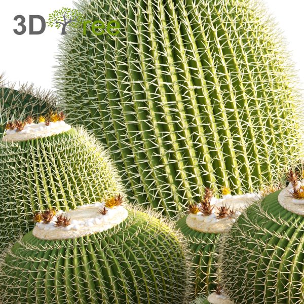 Collection 12 - Desert Garden (3D Model) - Image 25