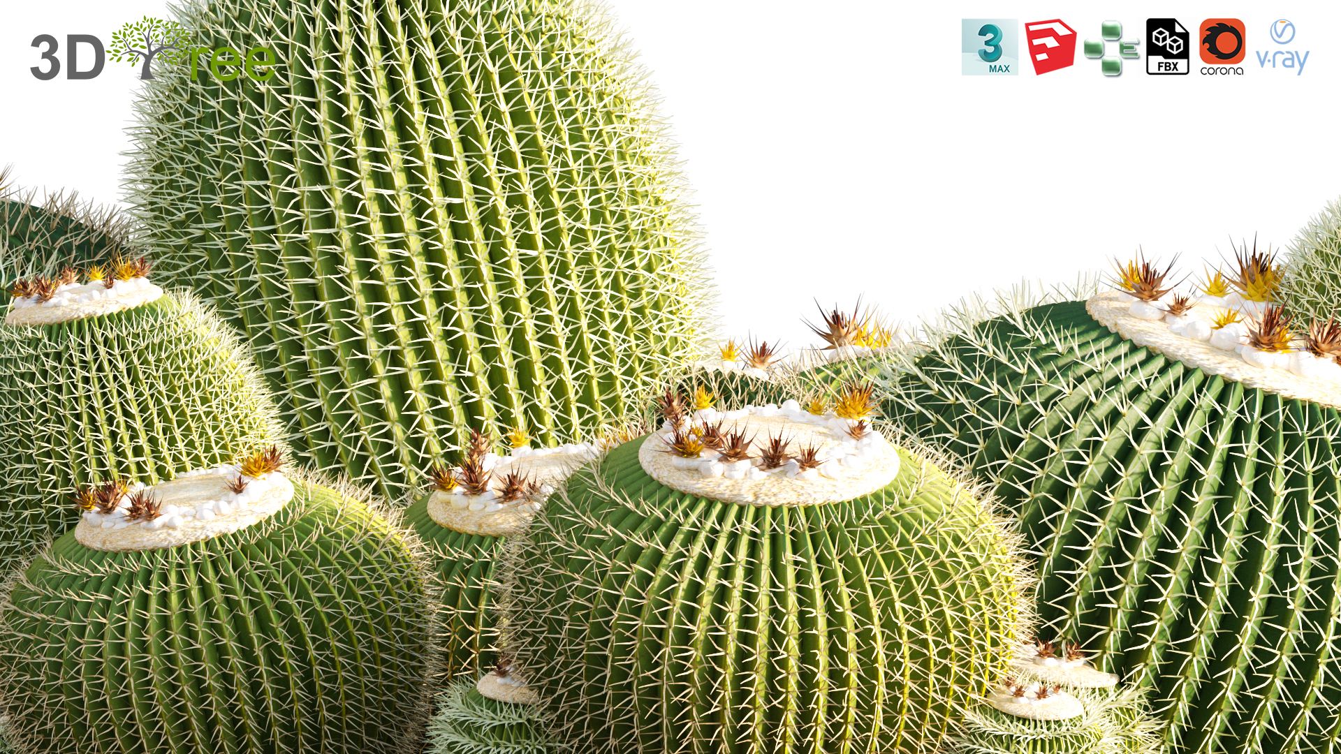 Echinocactus grusonii - Golden barrel cactus 