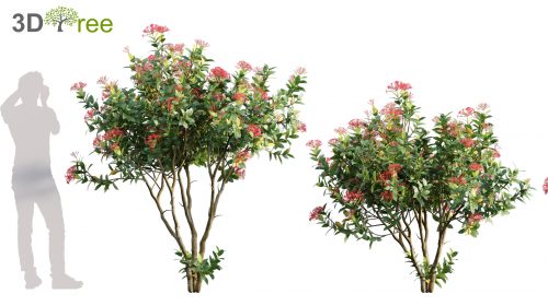 Ixora coccinea - flame of the woods (3D model) - 3DTree