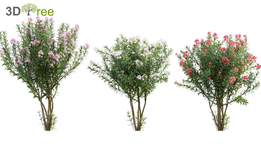 Nerium Oleander - Laurier - Trúc Đào (3D model) - 3DTree