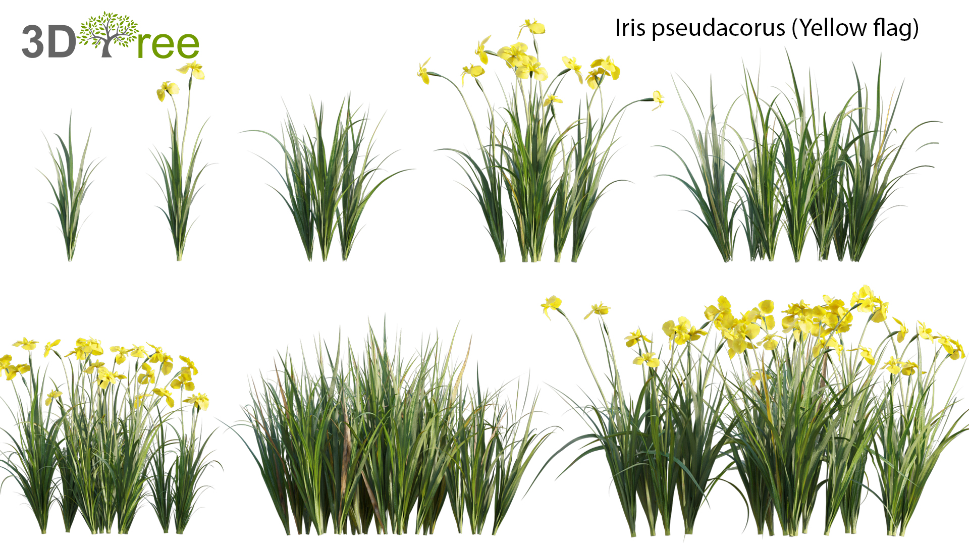 Iris pseudacorus - Yellow flag 