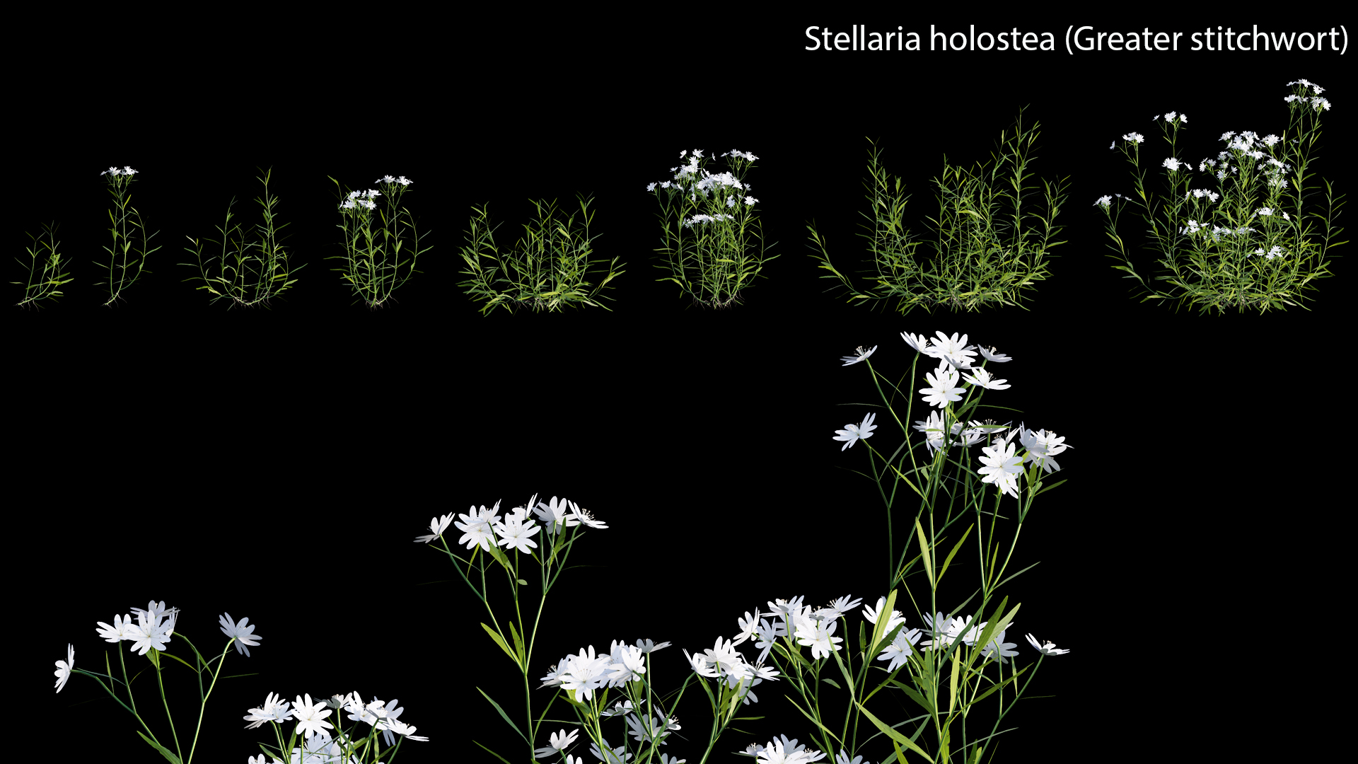 Stellaria holostea - Greater stitchwort