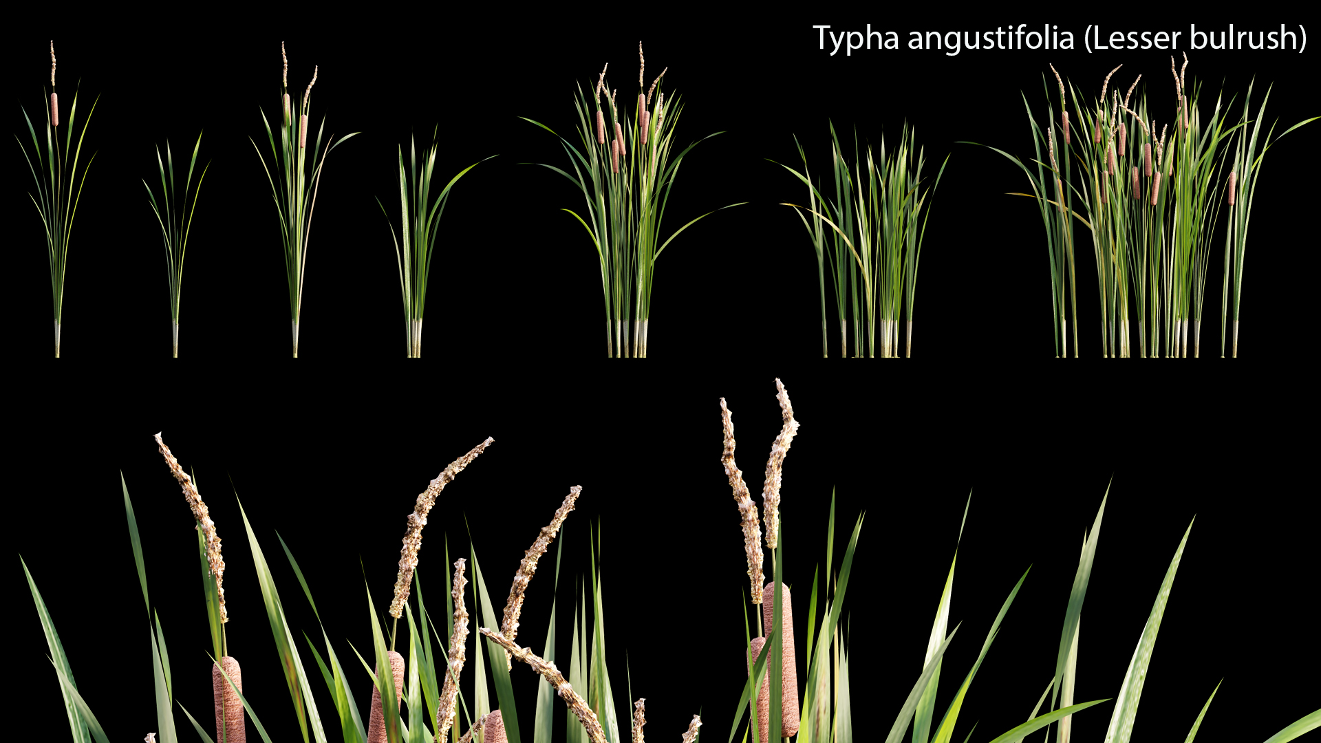 Typha angustifolia - Lesser bulrush
