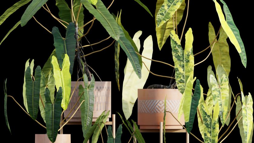 Philodendron billietiae Croat (3D model) - 3DTree