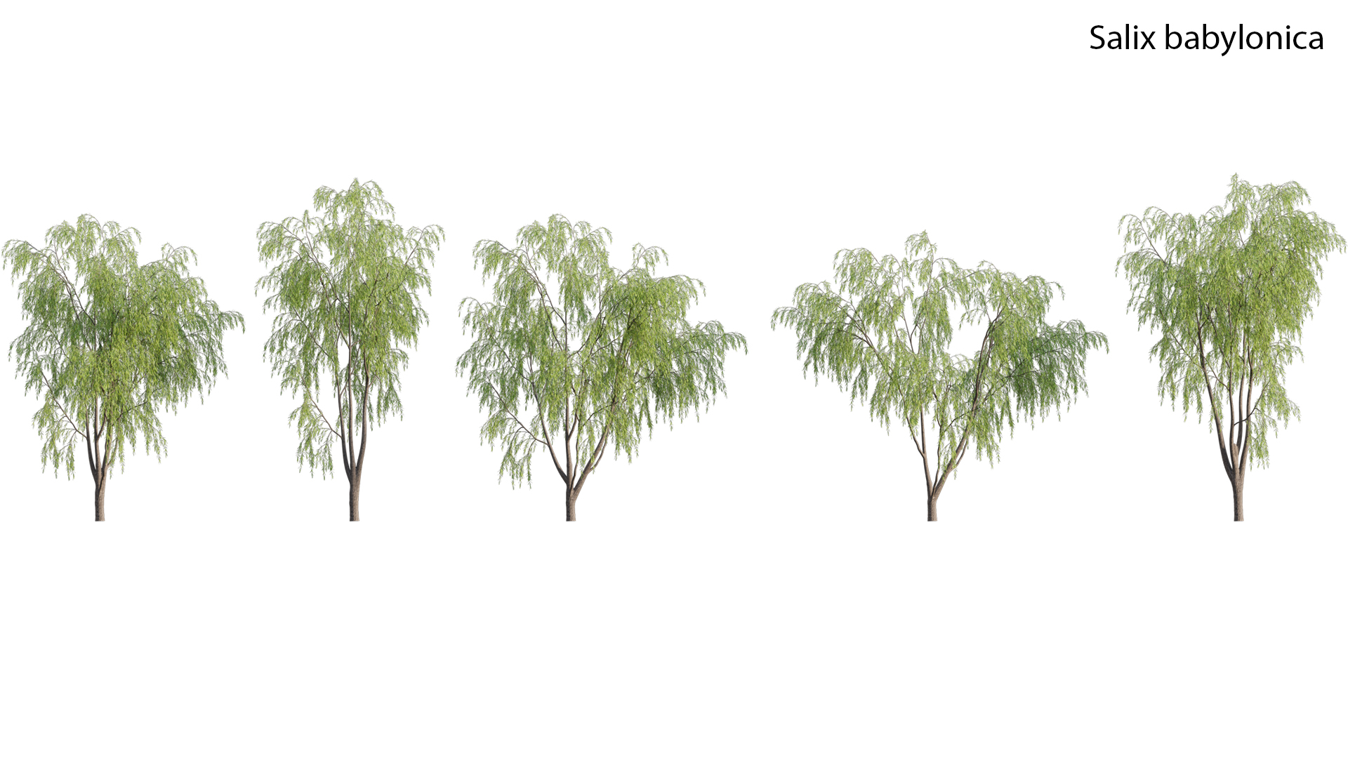 Salix babylonica - Weeping Willow