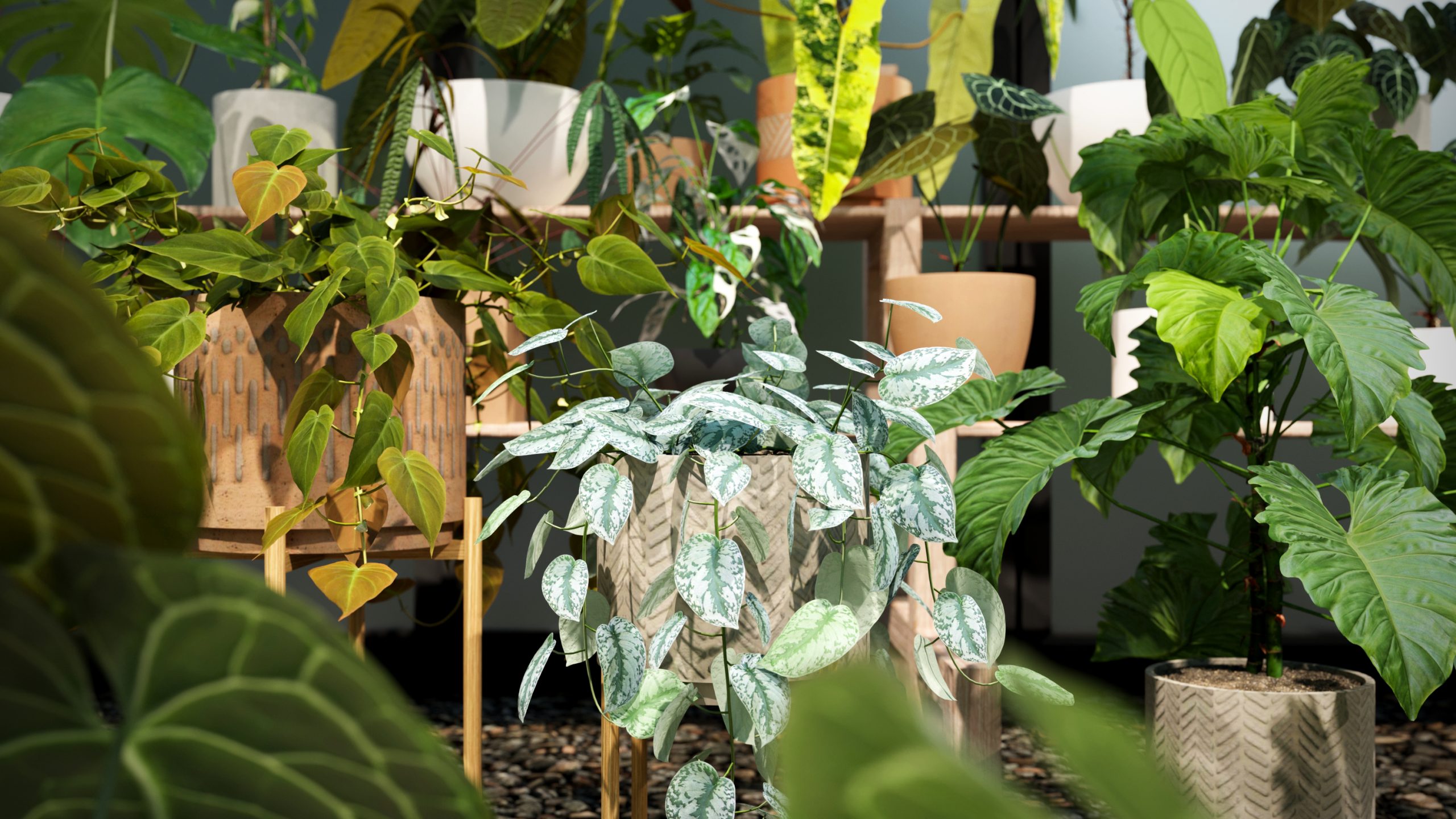 Collection 15 - Interior Plants