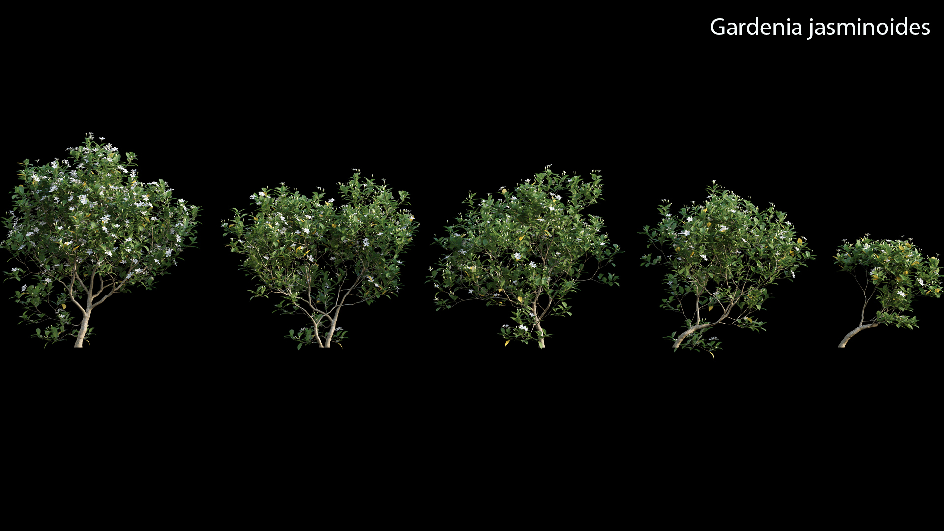 Gardenia augusta - Houttuynia - Gardenia jasminoide