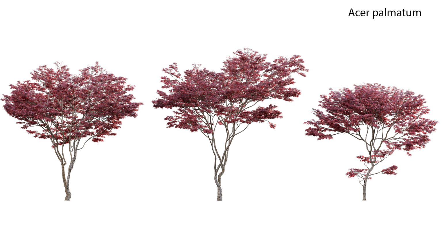 3dtree Collection 17 - Chinese garden (3D model) - 3DTree