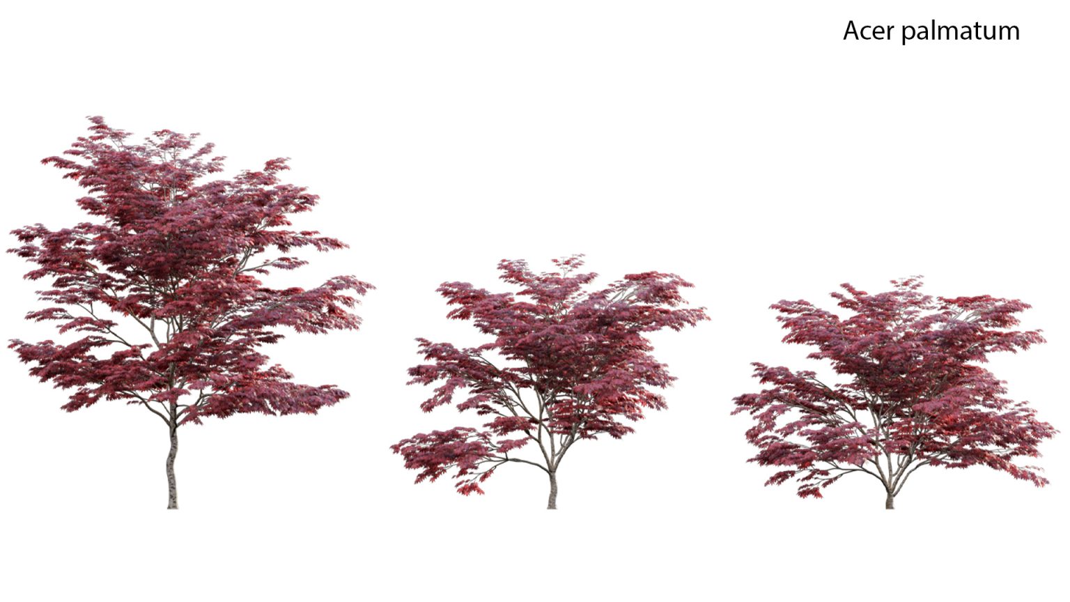 3dtree Collection 17 - Chinese garden (3D model) - 3DTree