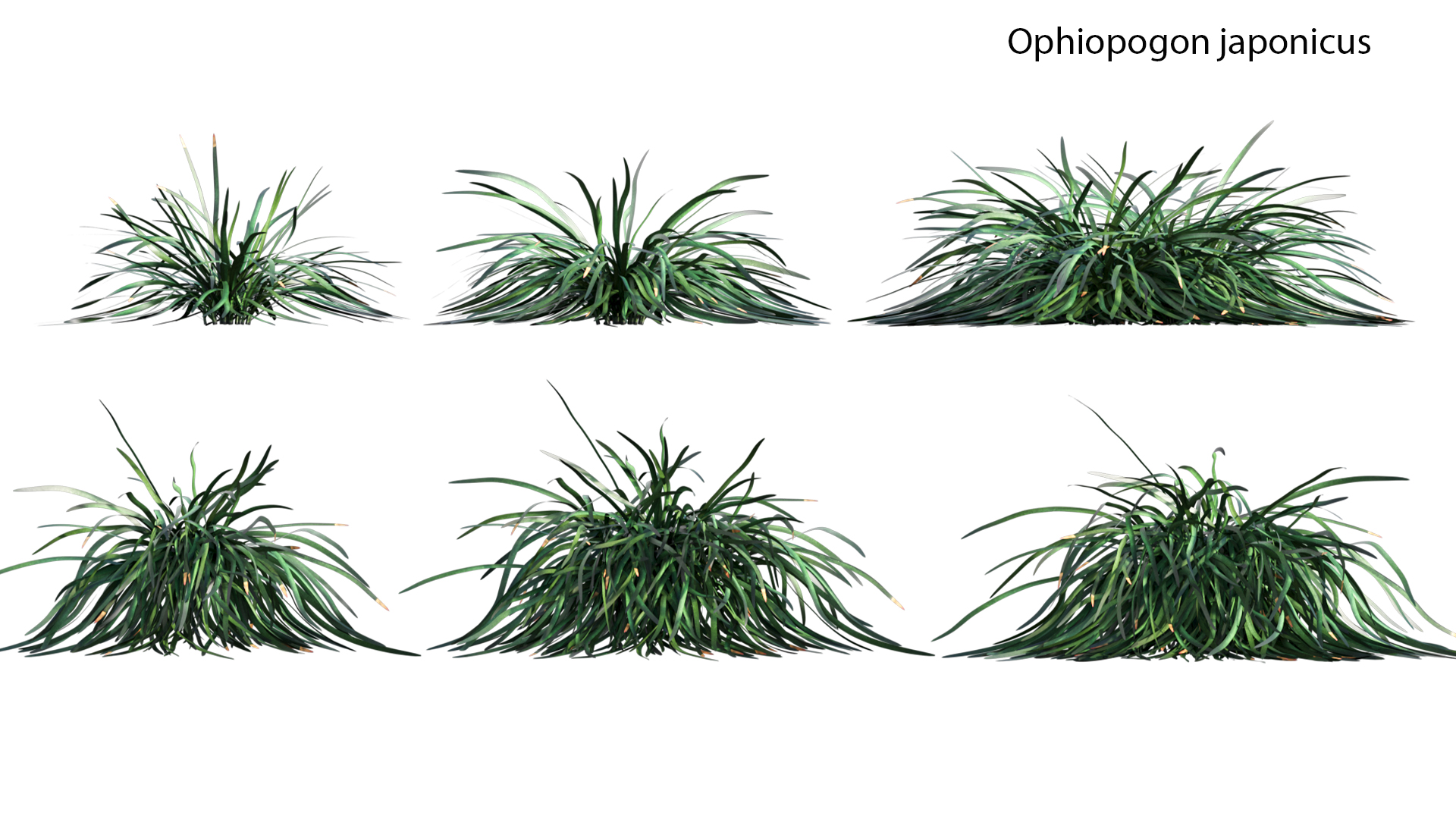 Ophiopogon japonicus - Asparagaceae