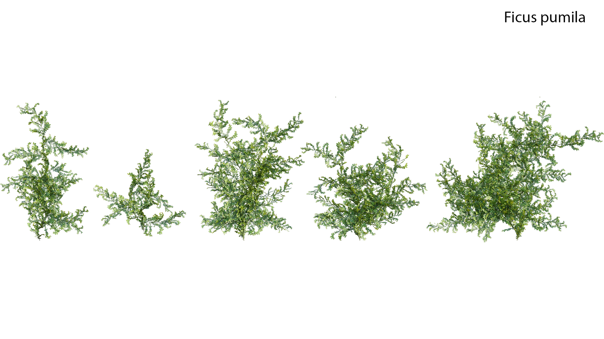 Moraceae - Ficus pumila