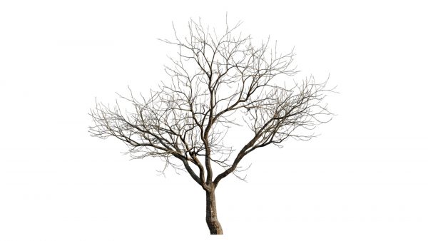 Prunus persica - Peach trees - Nectarine trees - winter (3D model) - 3DTree