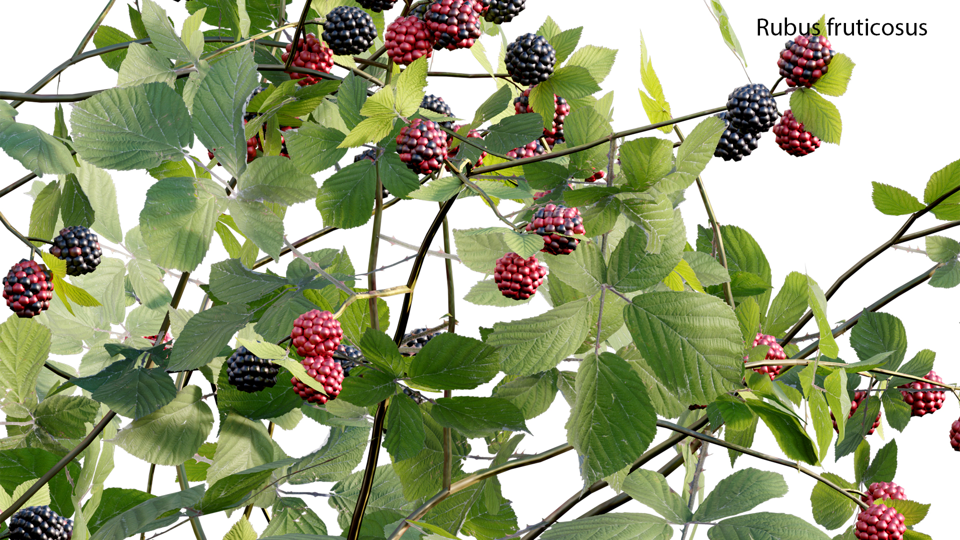Rubus fruticosus - Blackberry