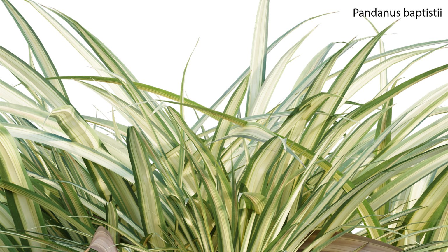 Pandanus baptistii Variegated Dwarf Pandanus (3D model) 3DTree