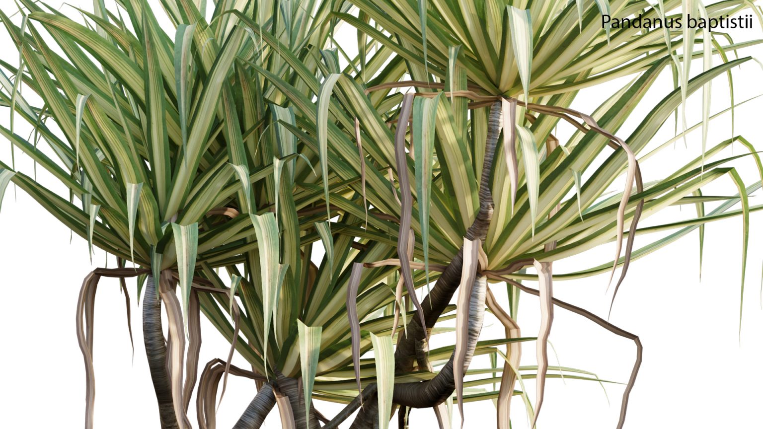 Pandanus baptistii Variegated Dwarf Pandanus (3D model) 3DTree