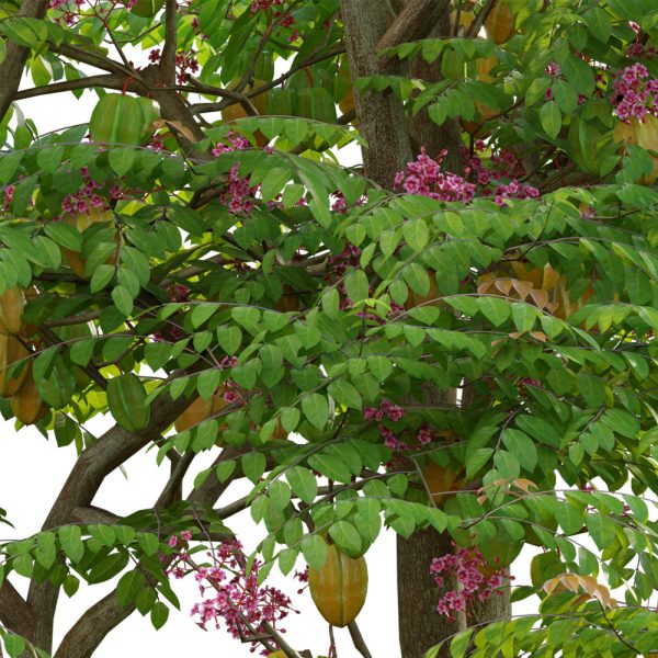 Averrhoa carambola - Starfruit tree - Image 5