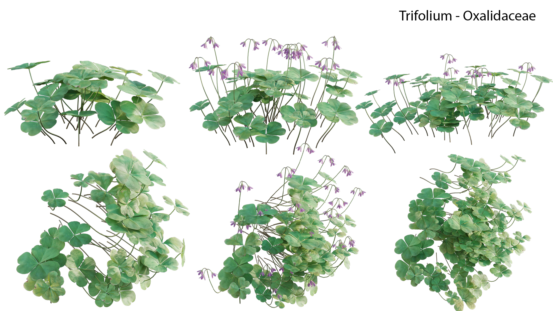 Trifolium - Oxalidaceae