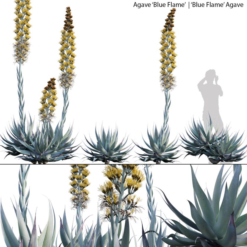 3dtree Collection 22 - Australian Plants (3D Model) - 3DTree