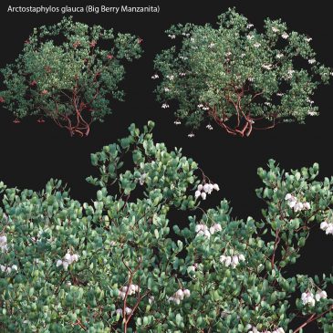 Arctostaphylos glauca - Big Berry Manzanita (3D Model)