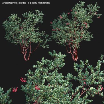 Arctostaphylos glauca - Big Berry Manzanita 02 (3D Model)