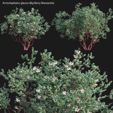 Arctostaphylos glauca - Big Berry Manzanita 03 (3D Model)