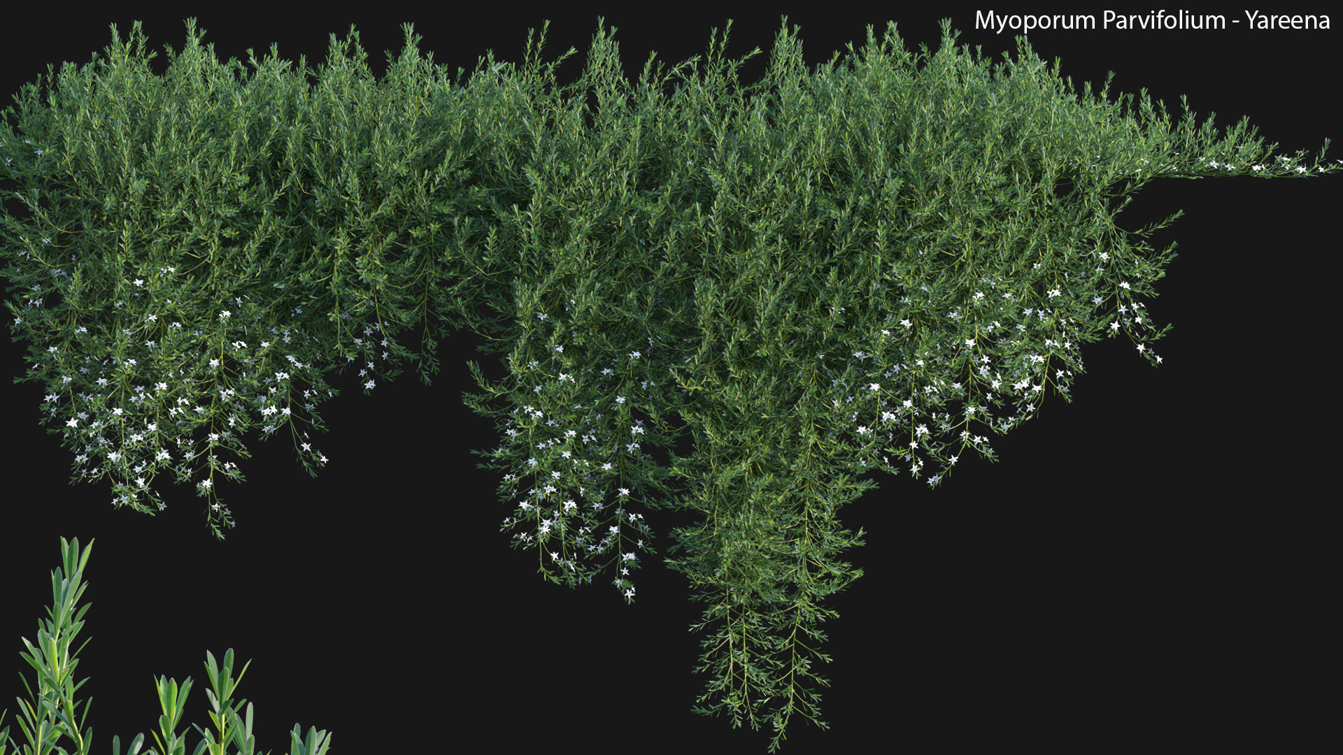 Myoporum Parvifolium - Yareena