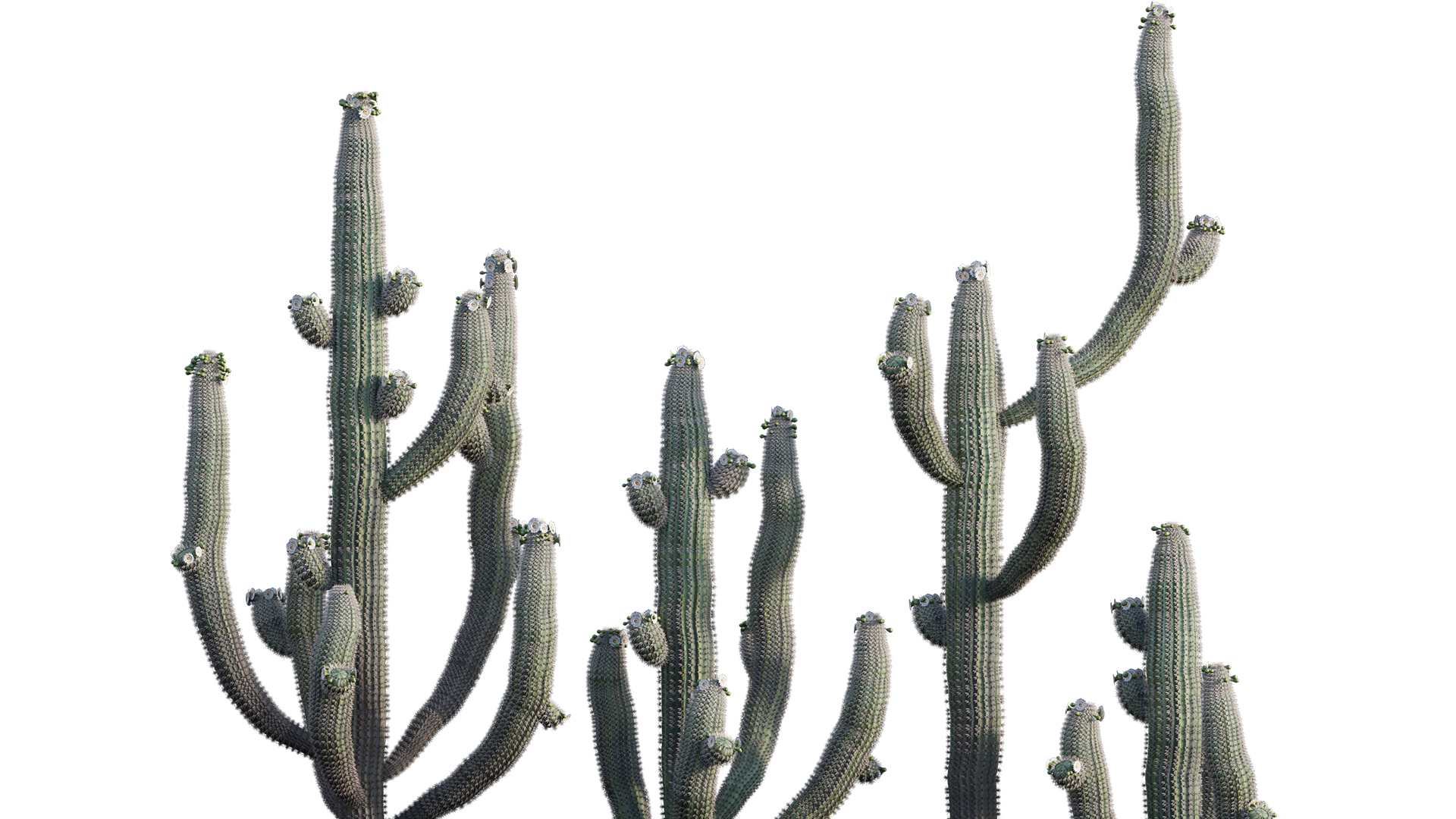 Carnegiea Gigantea - Saguaro
