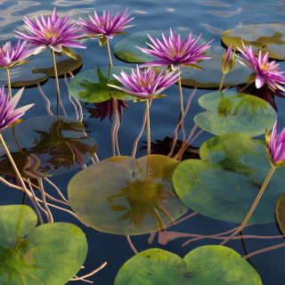 Aquatic Plants